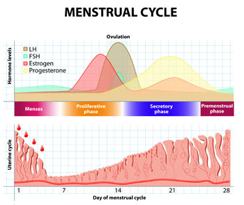 Menses Period Chart